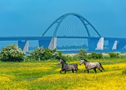 Insel Fehrmarn zur Rapsblüte (DLZ)